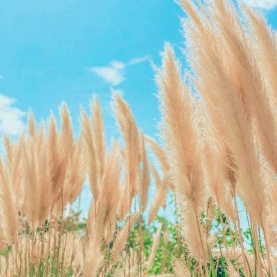 紫府苍穹变态版下载